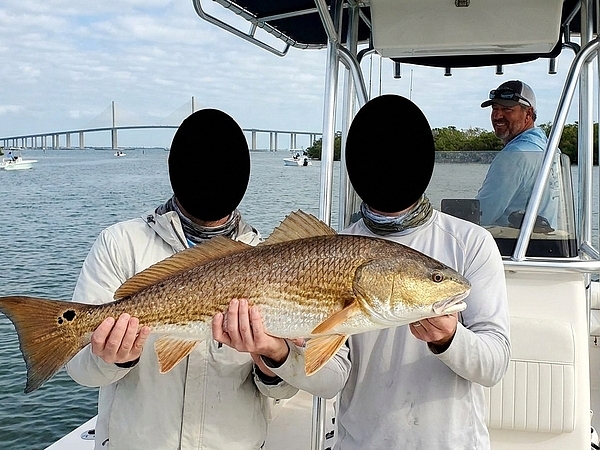 Can You Catch Redfish Year-Round on a Tampa Fishing Charter?