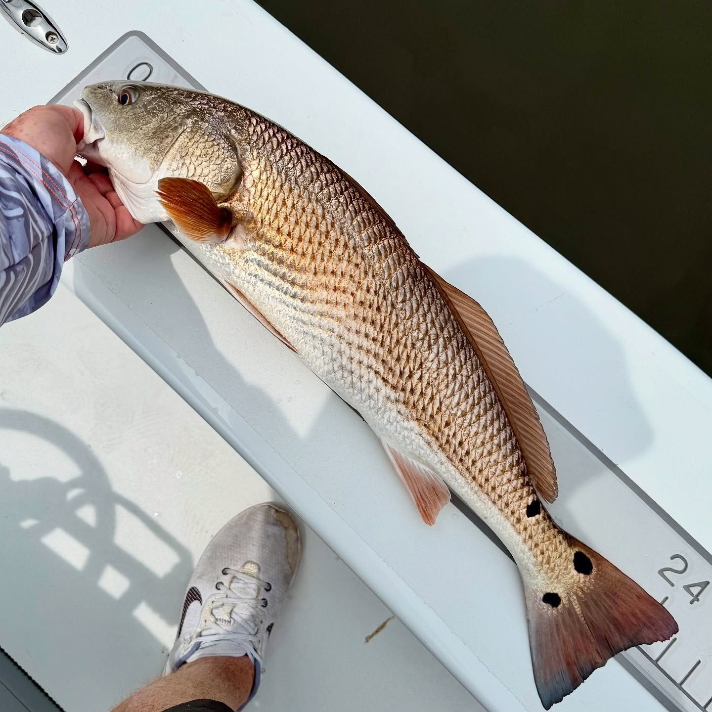 What You Can Catch on a Summer Trip in Tampa Bay