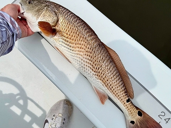 What You Can Catch on a Summer Trip in Tampa Bay